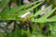 Neoscona pseudonautica