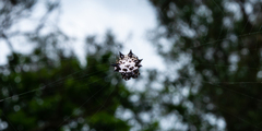Gasteracantha kuhli