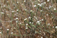 Berteroa incana