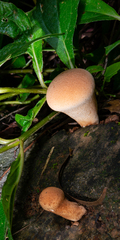 Calvatia boninensis