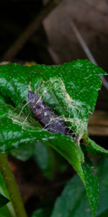 Lepidoptera