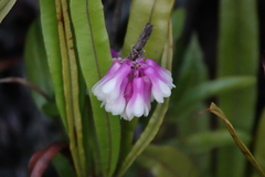 Dendrobium obtusum