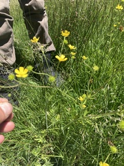 Ranunculus acriformis