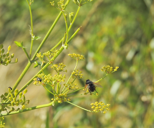 Nemoraea pellucida