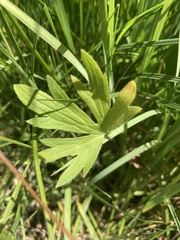 Ranunculus acriformis