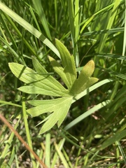 Ranunculus acriformis