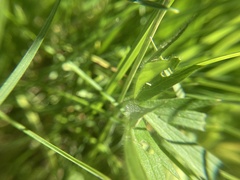 Ranunculus acriformis