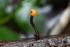 Vibrissea truncorum
