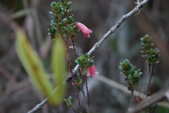 Rhododendron lindaueanum