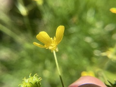 Ranunculus acriformis
