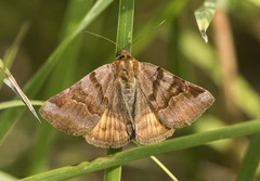 Euclidia glyphica