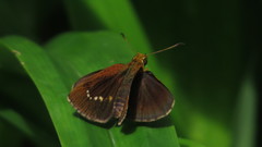 Iambrix salsala salsala