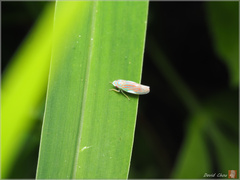 Linnavuoriella arcuata