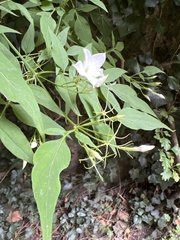 Clematis montana