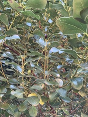 Cinnamomum reticulatum