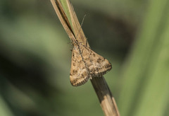 Pyrausta despicata