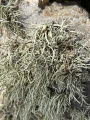 Ramalina siliquosa