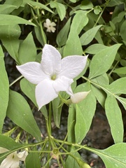 Clematis montana