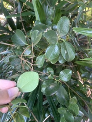 Cinnamomum reticulatum