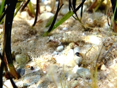 Millerigobius macrocephalus