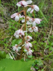 Pyrola grandiflora