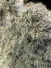 Ramalina siliquosa
