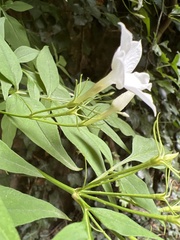 Clematis montana