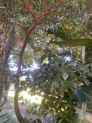 Cinnamomum reticulatum