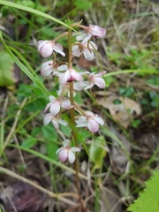 Pyrola grandiflora