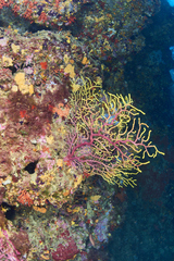 Red gorgonian