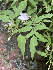 Clematis montana
