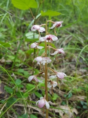 Pyrola grandiflora