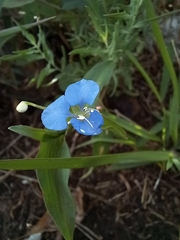 Commelina
