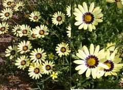 Osteospermum scariosum