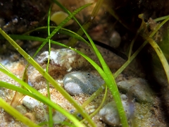 Millerigobius macrocephalus