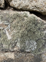 Ramalina siliquosa