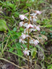 Pyrola grandiflora