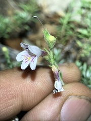 Penstemon discolor