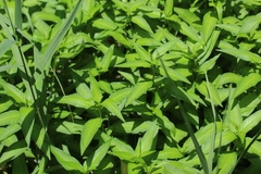 Persicaria