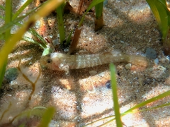 Millerigobius macrocephalus
