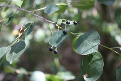 Prunus