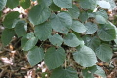 Tilia