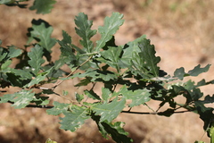 Quercus robur