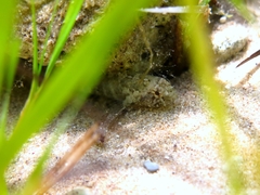 Millerigobius macrocephalus