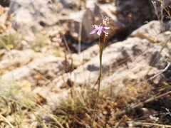 Dianthus ciliatus