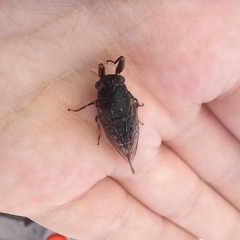 Cicadetta fangoana