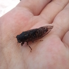 Cicadetta fangoana