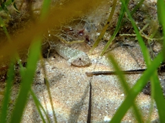 Millerigobius macrocephalus