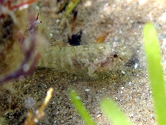 Millerigobius macrocephalus