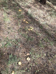 Suillus occidentalis